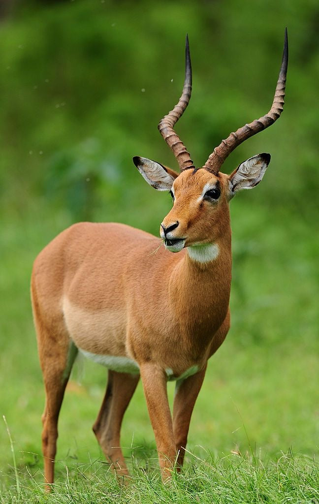 Spring Gazelle 🦌- March Anointing oil
