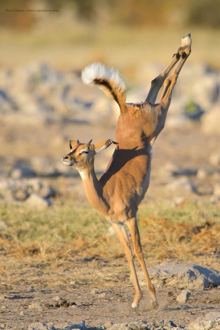 Spring Gazelle 🦌- March Anointing oil